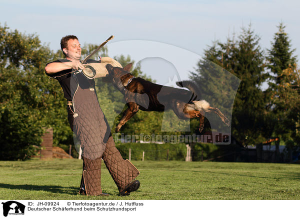 Deutscher Schferhund beim Schutzhundsport / German Shepherd / JH-09924