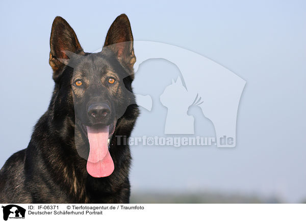 Deutscher Schferhund Portrait / German Shepherd Portrait / IF-06371