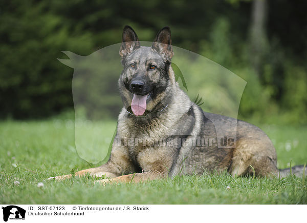 Deutscher Schferhund / German Shepherd / SST-07123