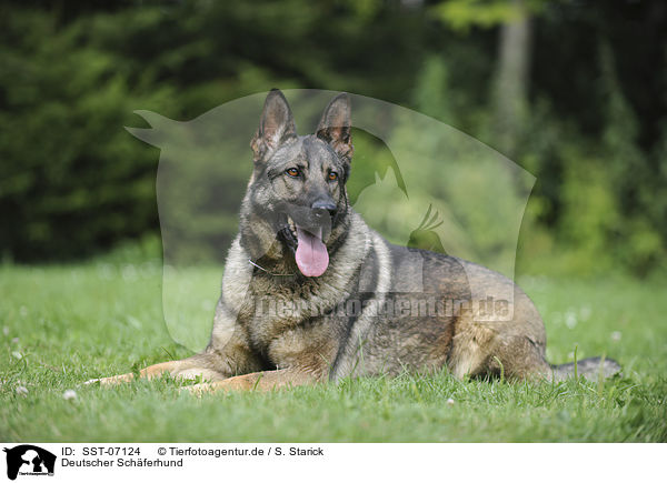 Deutscher Schferhund / German Shepherd / SST-07124