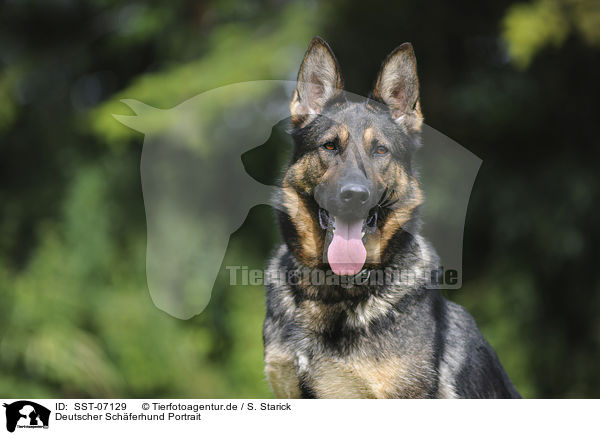 Deutscher Schferhund Portrait / SST-07129
