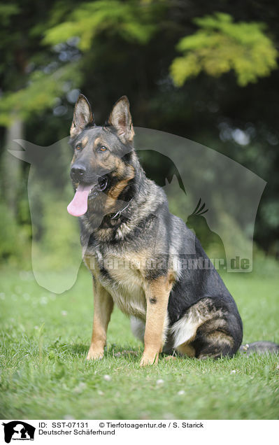 Deutscher Schferhund / German Shepherd / SST-07131