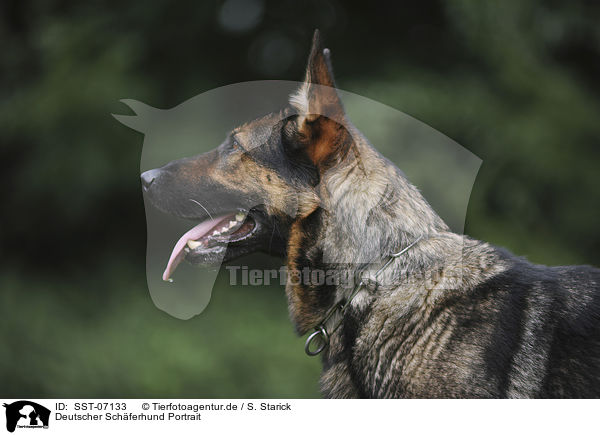 Deutscher Schferhund Portrait / German Shepherd Portrait / SST-07133
