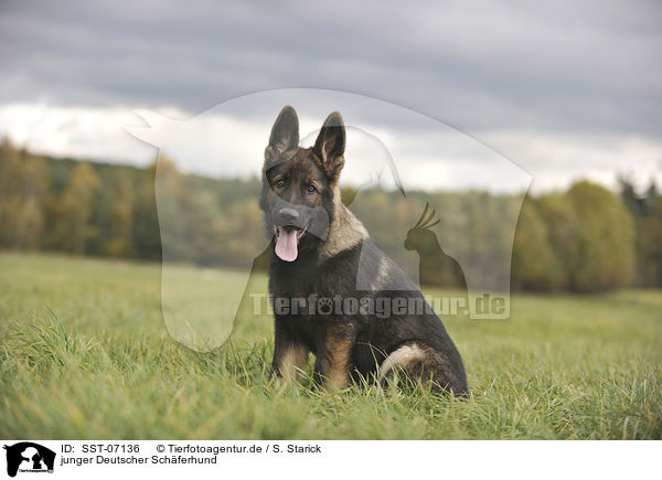junger Deutscher Schferhund / young German Shepherd / SST-07136
