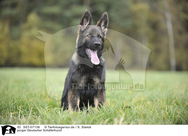 junger Deutscher Schferhund / young German Shepherd / SST-07138