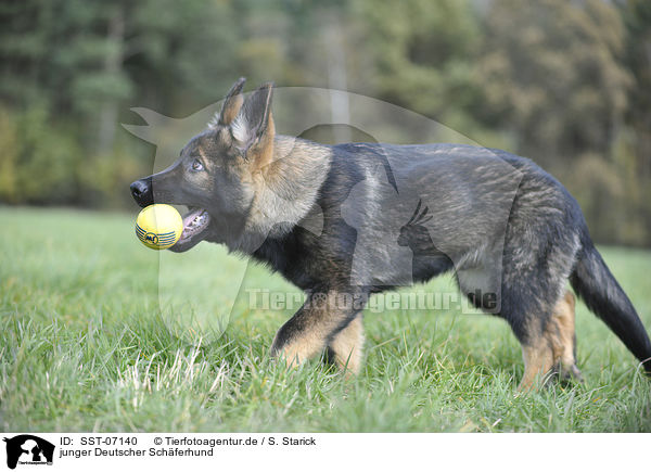 junger Deutscher Sch�ferhund / young German Shepherd / SST-07140