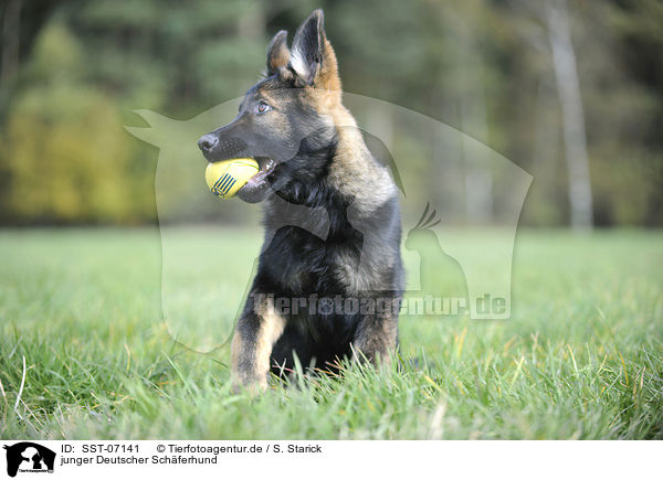 junger Deutscher Schferhund / SST-07141