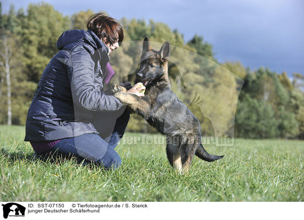 junger Deutscher Schferhund / SST-07150