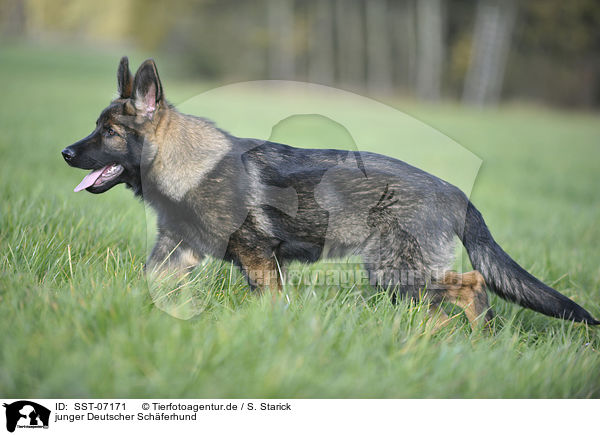 junger Deutscher Sch�ferhund / young German Shepherd / SST-07171