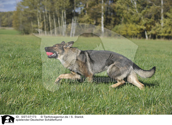 spielender Deutscher Schferhund / playing German Shepherd / SST-07173