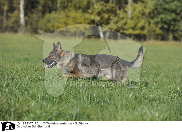 Deutscher Schferhund / German Shepherd / SST-07175