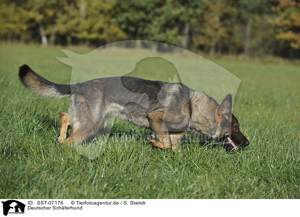 Deutscher Schferhund / German Shepherd / SST-07176