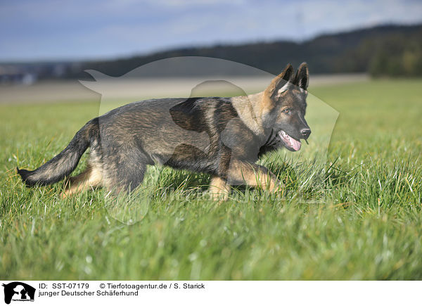 junger Deutscher Schferhund / young German Shepherd / SST-07179