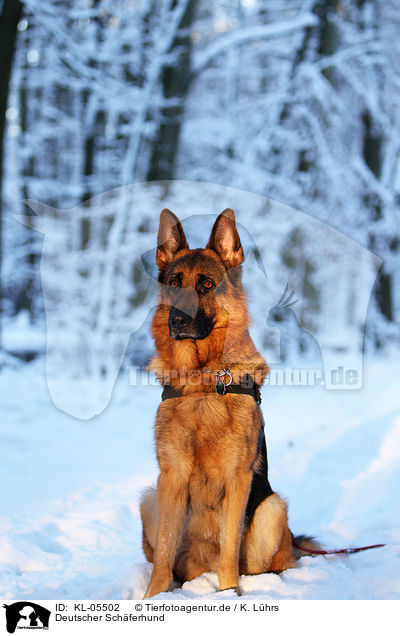 Deutscher Schferhund / German Shepherd / KL-05502
