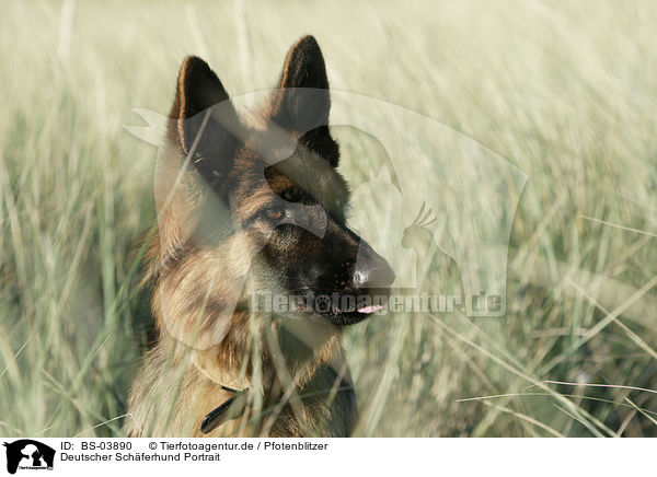 Deutscher Schferhund Portrait / German Shepherd Portrait / BS-03890