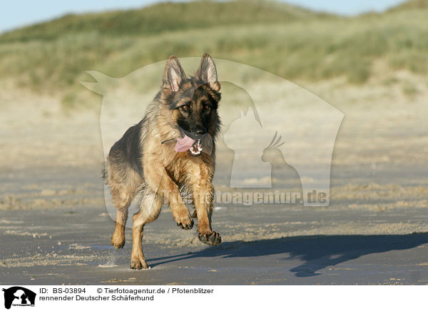 rennender Deutscher Schferhund / running German Shepherd / BS-03894