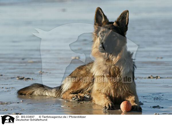 Deutscher Schferhund / German Shepherd / BS-03897