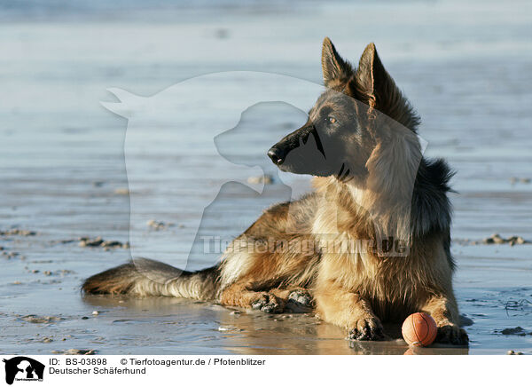 Deutscher Schferhund / German Shepherd / BS-03898