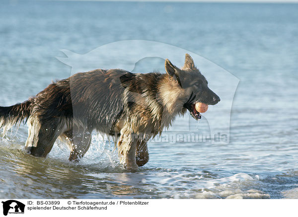 spielender Deutscher Schferhund / playing German Shepherd / BS-03899