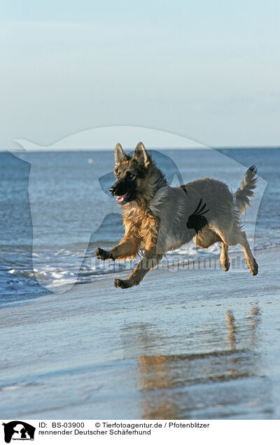 rennender Deutscher Schferhund / running German Shepherd / BS-03900