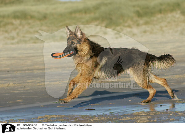 spielender Deutscher Schferhund / playing German Shepherd / BS-03908