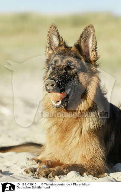 Deutscher Schferhund / German Shepherd / BS-03915