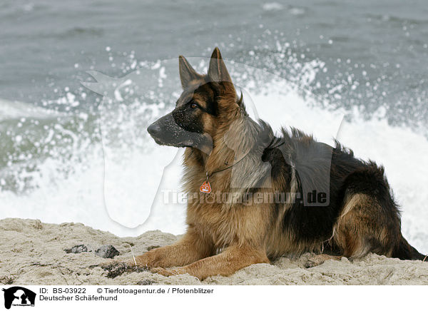 Deutscher Schferhund / German Shepherd / BS-03922