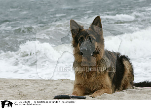 Deutscher Schferhund / German Shepherd / BS-03926