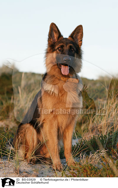 Deutscher Schferhund / German Shepherd / BS-03929