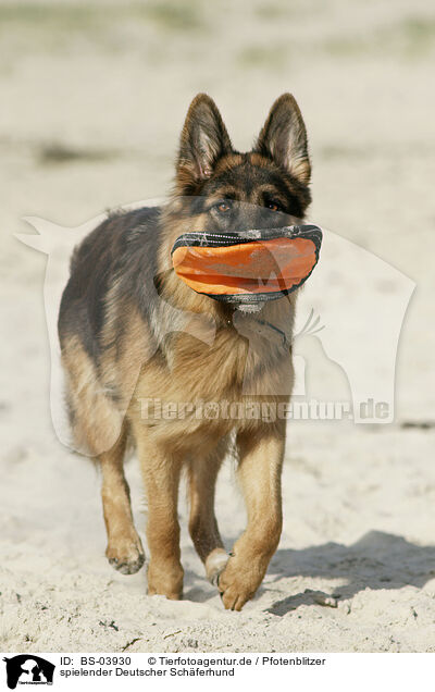 spielender Deutscher Schferhund / playing German Shepherd / BS-03930