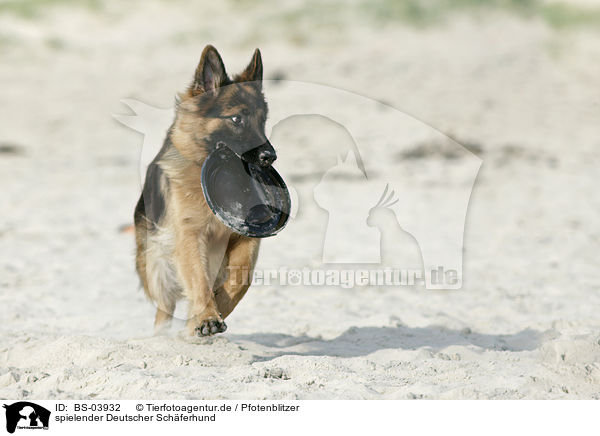 spielender Deutscher Schferhund / playing German Shepherd / BS-03932
