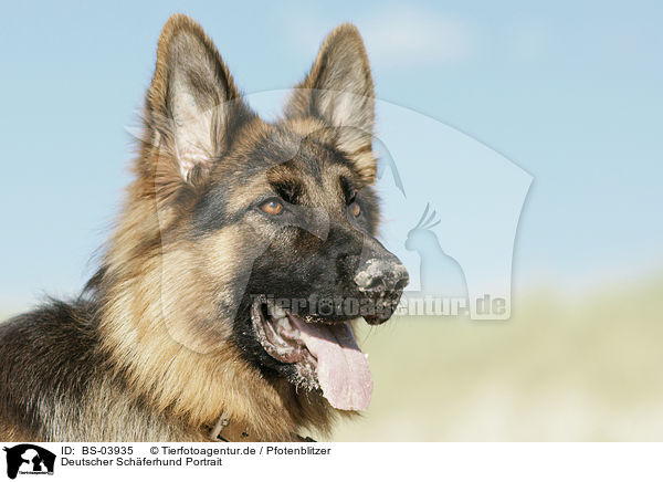 Deutscher Schferhund Portrait / German Shepherd Portrait / BS-03935