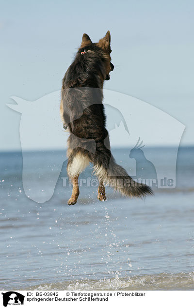 springender Deutscher Schferhund / BS-03942