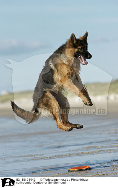springender Deutscher Schferhund / jumping German Shepherd / BS-03943