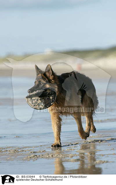 spielender Deutscher Schferhund / playing German Shepherd / BS-03944