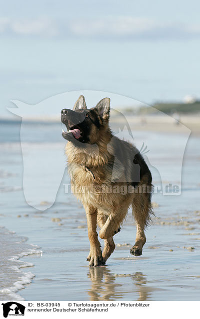rennender Deutscher Schferhund / running German Shepherd / BS-03945