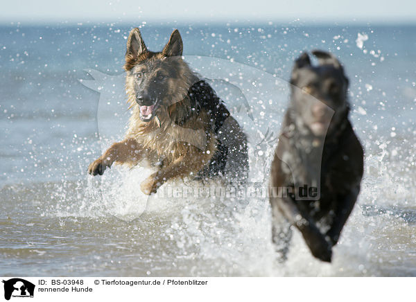 rennende Hunde / running dogs / BS-03948