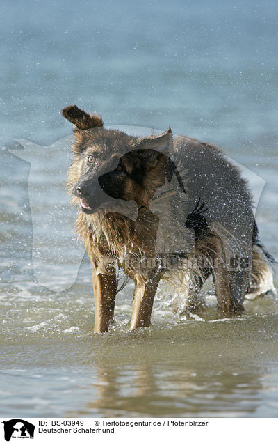 Deutscher Schferhund / German Shepherd / BS-03949