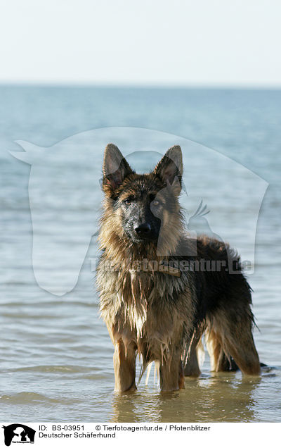 Deutscher Schferhund / German Shepherd / BS-03951