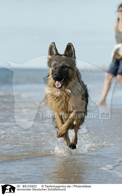 rennender Deutscher Schferhund / running German Shepherd / BS-03952