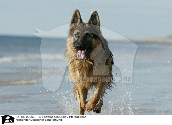 rennender Deutscher Schferhund / running German Shepherd / BS-03953