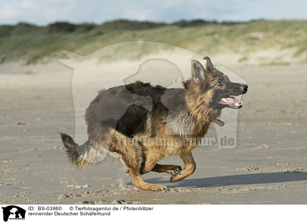 rennender Deutscher Schferhund / running German Shepherd / BS-03960