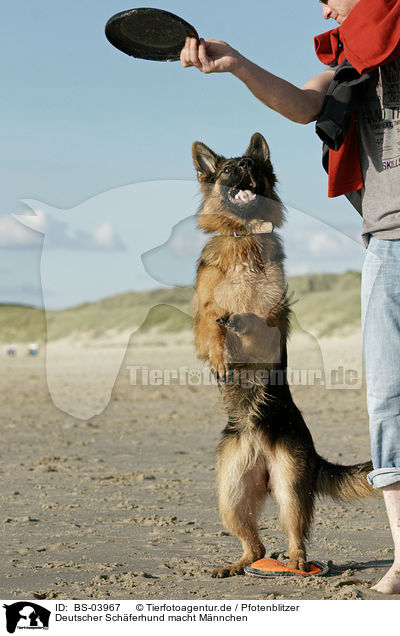 Deutscher Schferhund macht Mnnchen / German Shepherd shows trick / BS-03967