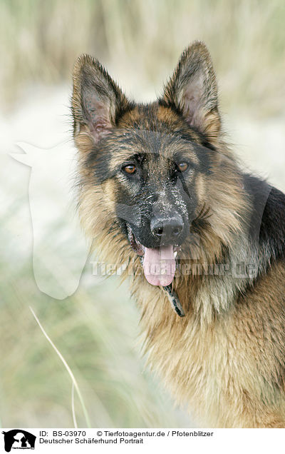 Deutscher Schferhund Portrait / German Shepherd Portrait / BS-03970