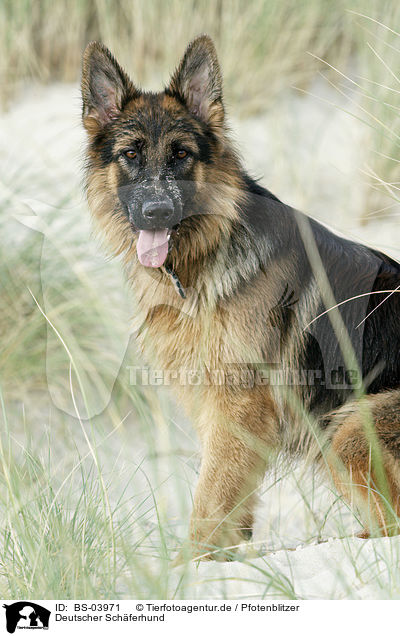 Deutscher Sch�ferhund / German Shepherd / BS-03971