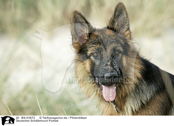 Deutscher Schferhund Portrait / German Shepherd Portrait / BS-03972