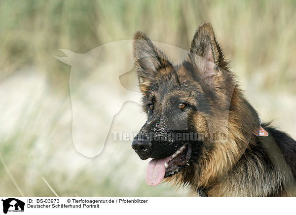 Deutscher Schferhund Portrait / German Shepherd Portrait / BS-03973