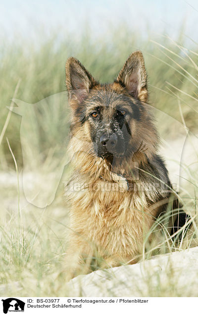 Deutscher Schferhund / German Shepherd / BS-03977