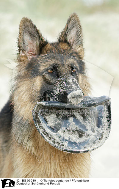Deutscher Schferhund Portrait / German Shepherd Portrait / BS-03980