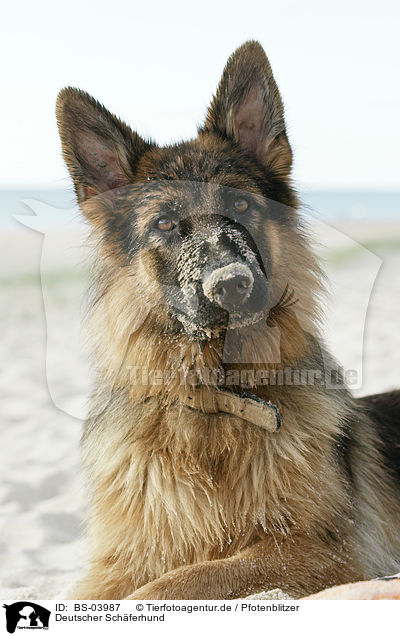 Deutscher Schferhund / German Shepherd / BS-03987